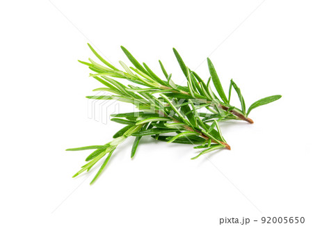 Rosemary sprig isolated on white background. Aromatic evergreen shrub 92005650