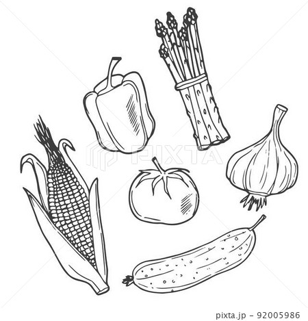 Set of vector doodle images, vegetables illustration. Set of vector doodle images, vegetables illustration. 92005986