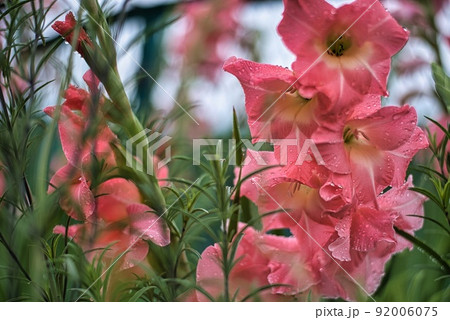 河内長野市寺ヶ池公園の雨上がりの朱色の花 92006075