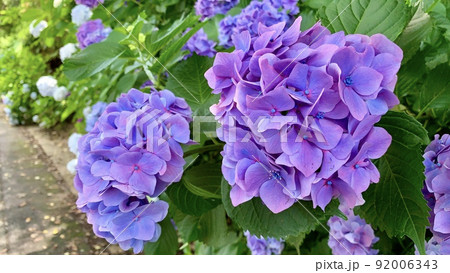 満開の西洋紫陽花(青紫色)［形原温泉あじさいの里/愛知県蒲郡市］ 92006343