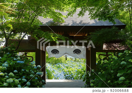 秋田県男鹿市北浦　雲昌寺山門越しの満開の青い紫陽花群生 92006688