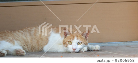 リラックス中　茶トラ白 92006958