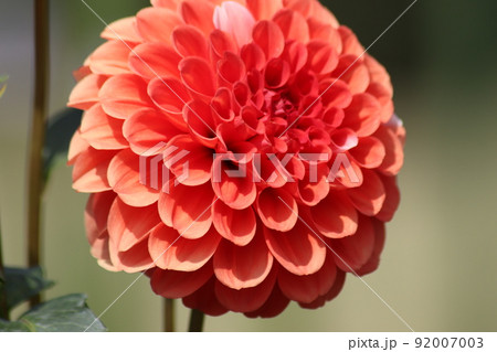 華やかに咲き誇るダリアの花 華やかに咲き誇るダリアの花 92007003