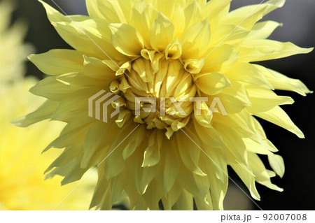 黄色のダリアの花言葉は優美 92007008
