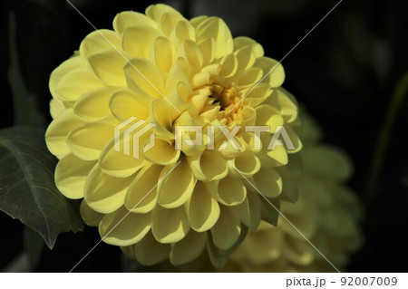 ダリアは花形の種類が豊富な花 92007009