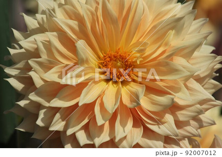 たくさんの花びらを持つダリアの花 92007012