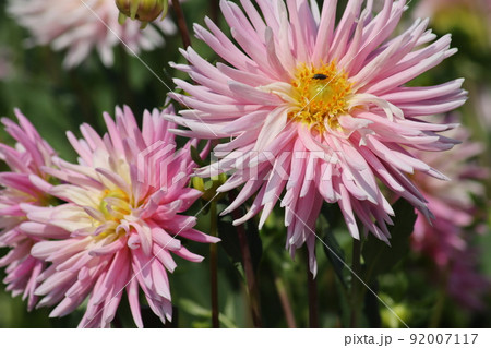 馬見丘陵公園に咲くたくさんのダリアの花 92007117