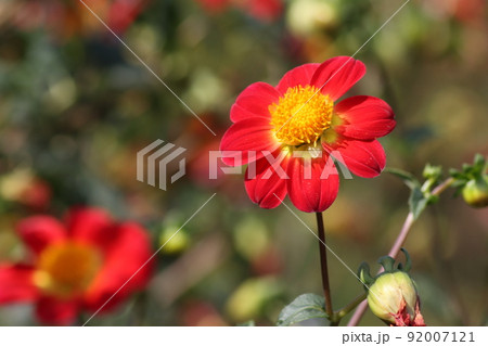 華やかな赤い色がダリアの花によく似合う 92007121