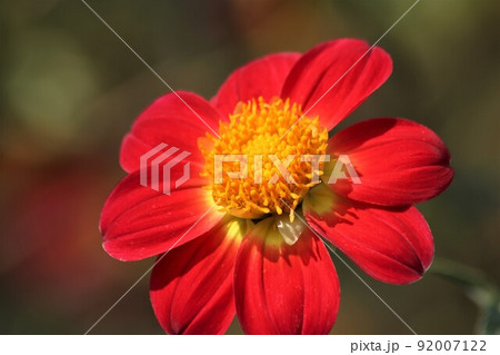 一重咲きの花びらがシンプルなダリアの花 92007122