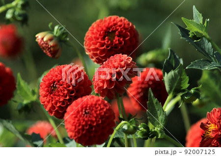 ボールのような丸い形をしたダリアの花 92007125