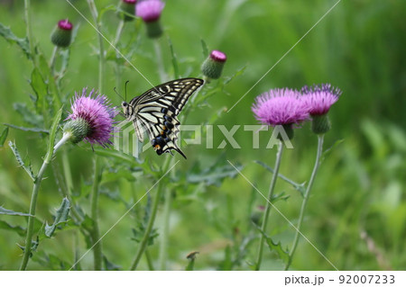 ピンクのアザミの花で吸蜜するナミアゲハのいる風景 92007233
