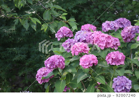 紫と濃いピンクの紫陽花の花が満開に咲く木のある緑の葉の森の風景 92007240