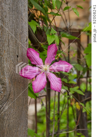 Flowering Pink Clematis Flowering Pink Clematis 92008241
