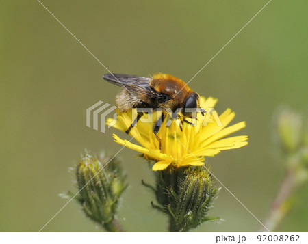 黄色い花にとまるアブ 92008262
