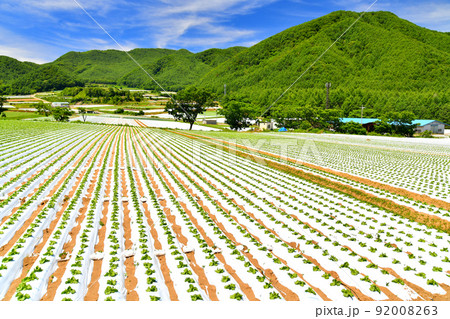 長野県川上村のレタス畑風景(長野県川上村)【2022.6】 92008263