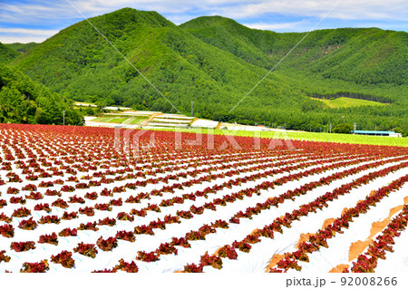 長野県川上村のレタス畑風景(長野県川上村)【2022.6】 92008266