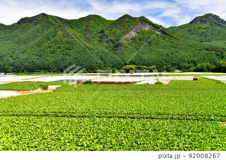 長野県川上村のレタス畑風景(長野県川上村)【2022.6】 長野県川上村のレタス畑風景(長野県川上村)【2022.6】 92008267