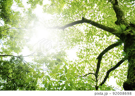 日ざしが差し込む樹木 92008698