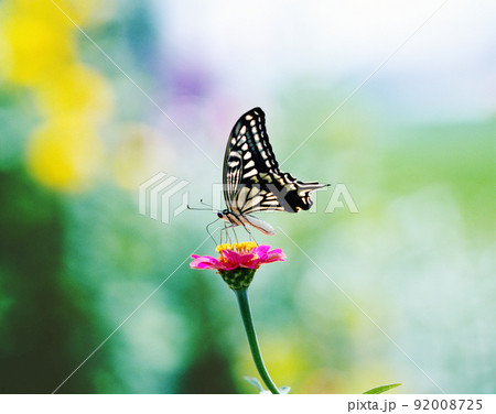 アゲハ蝶 アゲハ蝶 92008725