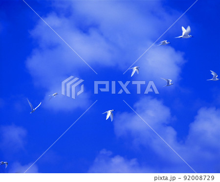 青空とアジサシ 青空とアジサシ 92008729