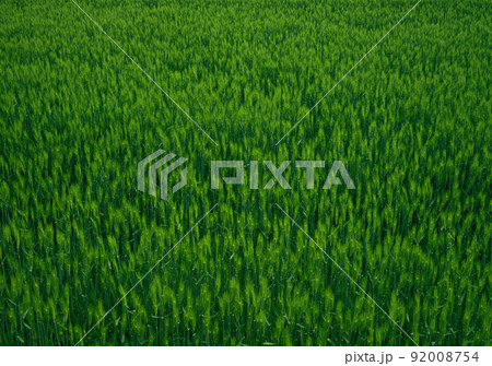 麦畑 麦畑 92008754