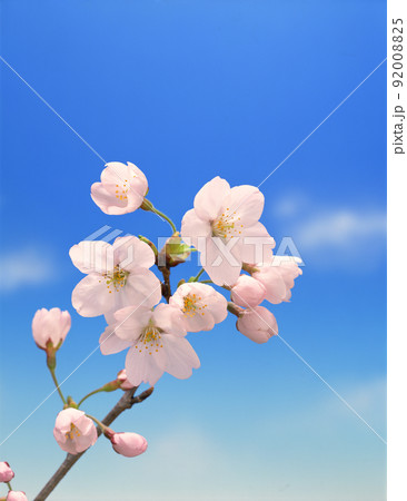 桜の一枝の写真素材 [92008825] - PIXTA