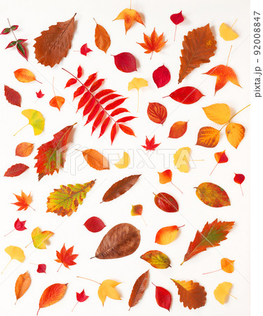落ち葉の写真 92008847