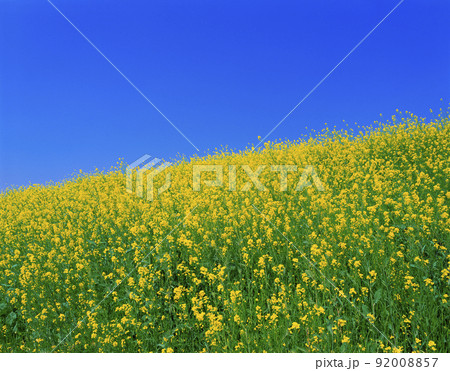 菜の花畑 菜の花畑 92008857