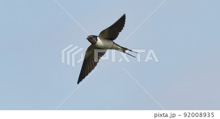 ツバメ飛翔 ツバメ飛翔 92008935