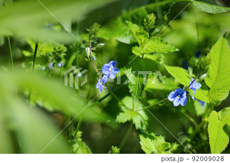 Blue small flowers in the green foliage of the garden on a summer day in a blur. Blue small flowers in the green foliage of the garden on a summer day in a blur. 92009028