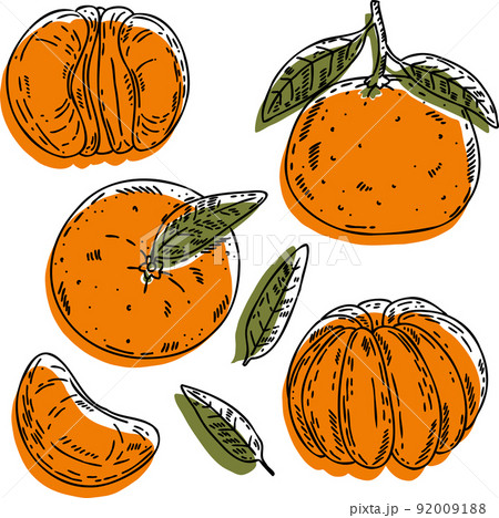 Vector tangerine set: fruit, slice, half, whole, and leaves. Vector tangerine set: fruit, slice, half, whole, and leaves. 92009188