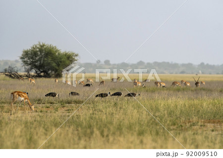 wild female blackbuck or antilope cervicapra or indian antelope grazing in scenic grassland landscape and flock of birds and herd or group of blackbuck in background at tal chhapar sanctuary india wild female blackbuck or antilope cervicapra or indian antelope grazing in scenic grassland landscape and flock of birds and herd or group of blackbuck in background at tal chhapar sanctuary india 92009510