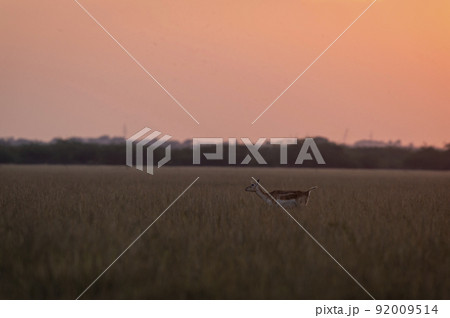 wild female blackbuck or antilope cervicapra or indian antelope walking in natural scenic grassland landscape background with sky is pink in dusk or evening time at forest of india asia 92009514