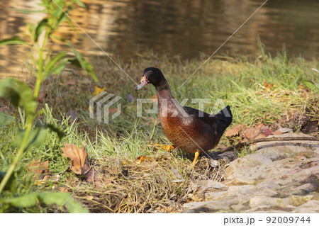 Colourful duck walking on grass on a sunny day Colourful duck walking on grass on a sunny day 92009744