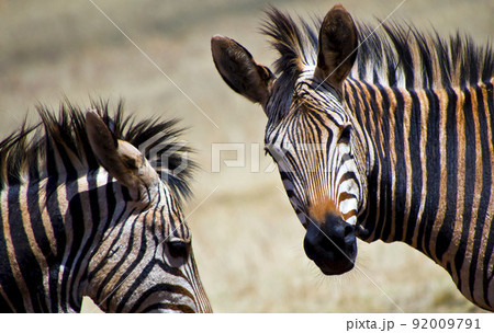 Plains Zebra, Rhino and Lion Nature Reserve, South Africa 92009791