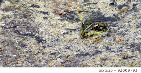 Perez s Frog, Sierra de Guadarrama National Park, Spain 92009793