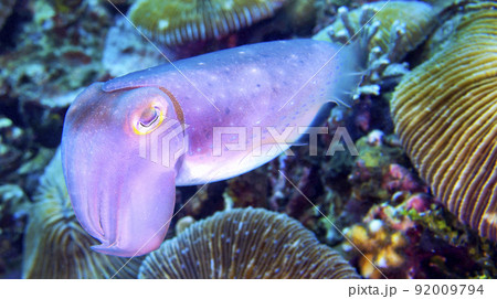 Cuttlefish, Sepia sp., North Sulawesi, Indonesia 92009794