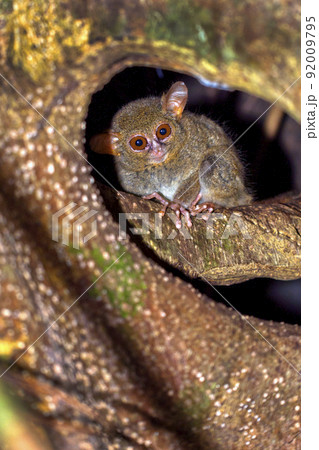 Spectral Tarsier, Tangkoko Nature Reserve, Indonesia 92009795