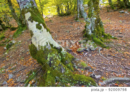 Hayedo de la Pedrosa Beech  Forest, Spain 92009798