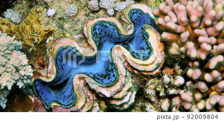 Giat Clamb, Red Sea, Egypt 92009804