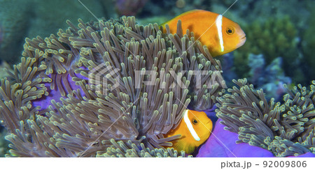 Blackfinned Anemonefish, South Ari Atoll, Maldives 92009806
