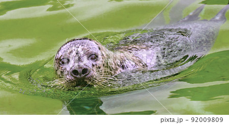 Harbour Seal, Deltapark Neeltje-Jans, Netherlands 92009809