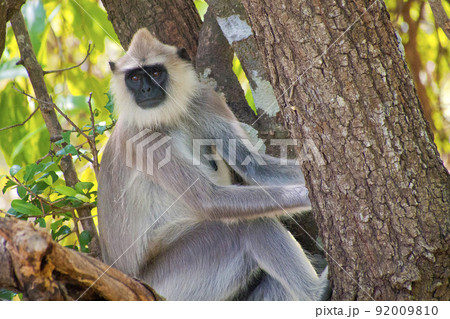 Hanuman Langur, Kaudulla National Park, Sri Lanka 92009810
