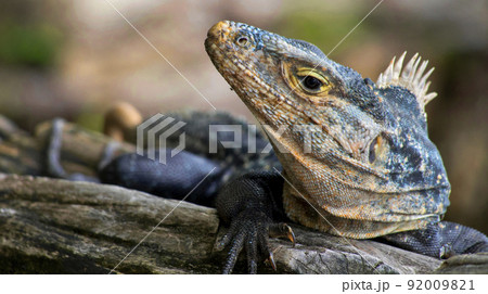 Black Iguana, Marino Ballena National Park, Costa Rica 92009821
