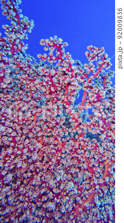 Multi-branched Trees Soft Coral, Bunaken National Marine Park, Indonesia Multi-branched Trees Soft Coral, Bunaken National Marine Park, Indonesia 92009836