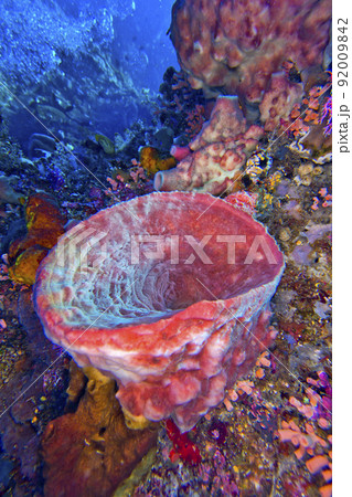 Tube Sponge, Bunaken National Marine Park, Indonesia Tube Sponge, Bunaken National Marine Park, Indonesia 92009842