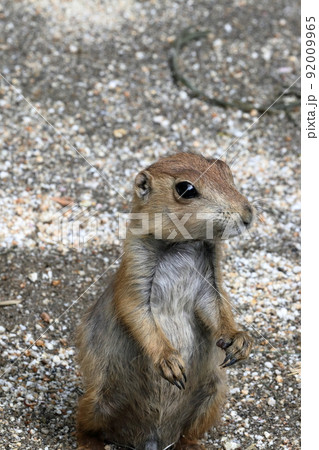 プレーリードッグの子ども 立つ プレーリードッグの子ども 立つ 92009965