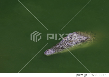 Close up big head crocodile is show head in river Close up big head crocodile is show head in river 92009972