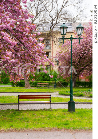 walking path under the beautiful sakura trees. cherry blossom in spring season. empty park in early morning 92010094
