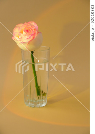 Tender pink rose on vase on beige background. Sunlight Deep shadows Minimal composition. Abstract art idea. Romantic pastel pink rose flower. Modern aesthetic. Neutral earth tones Vertical Tender pink rose on vase on beige background. Sunlight Deep shadows Minimal composition. Abstract art idea. Romantic pastel pink rose flower. Modern aesthetic. Neutral earth tones Vertical 92010333